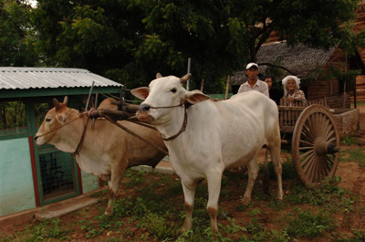 bagan32