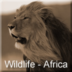 Wildlife - Africa