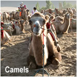 Camels