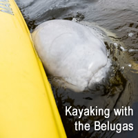 Kayaking with the Belugas