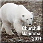 Churchill Manitoba 2011