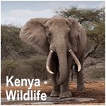 Kenya - Wildlife