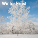 Winter Frost