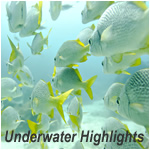 Underwater Highlights