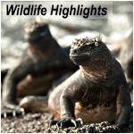 Wildlife Highlights