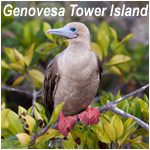 Genovesa Tower Island