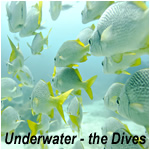 Underwater - the Dives