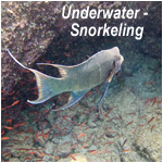 Underwater - Snorkeling