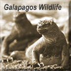 Galapagos Wildlife