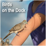 Birds on the Dock