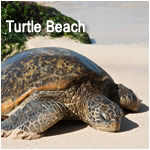 Turtle Beach