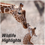 Wildlife Highlights