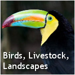 Birds / Livestock / Landscapes