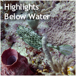Highlights Below Water