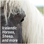 Icelandic Horses, Sheep, and more