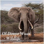 Ol Donyo Wuas - Wildlife