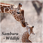 Sambura - Wildlife