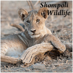 Shompoli - Wildlife