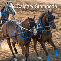 Calgary Stampede