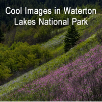 Cool Images in Waterton Lake National Park