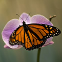 Branson - The Butterfly Place