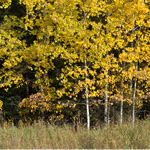 Autumn Colours on the Manitoba Prairies