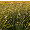 Manitoba Prairie