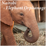 Nairobi - Elephant Orphanage
