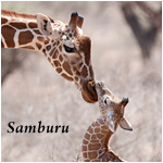 Sambura - Wildlife