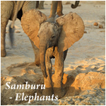 Sambura - Elephants