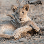 Shompoli - Wildlife